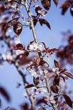 Prunus cerasifera 'Nigra' CAC 5L 80-100 Blutpflaume 'Nigra',winterhart, deutsche Baumschulqualität,...