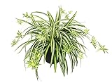 Künstliche Zimmerpflanze Grünlilie im Topf Chlorophytum Comosum Wasserlilie Spinnenpflanze...