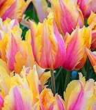 BALDUR Garten Papageien-Tulpe 'Flaming Memory',5 Zwiebeln, riesige Blüten in auffälligen Farben,...