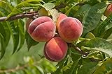 Pfirsich Baum Säulenobst Terrassen Obstbaum Spalierobst als Säule wachsend Prunus Persica