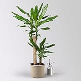 Duftender Drachenbaum 'Steudneri', Topf-Ø 17 cm, Höhe ca. 80 cm