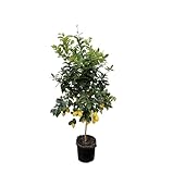 Citrus-Zitronenbaum - 180-200cm - Ø40cm - Gartenpflanze