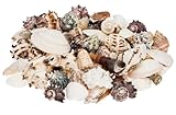 NaDeco Muschelmix, 'Large', Gewicht ca. 1kg | Deko-Muscheln und Deko-Schnecken | Bastelmuscheln |...