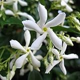 Sternjasmin Weiß - Kletterpflanzen winterhart - Immergrüner Duftjasmin - Jasmin Pflanze - 1,5...