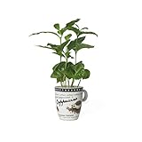 1x Kaffeepflanze mit Tasse - Coffea Arabica, pflegeleichte Zimmerpflanze für Kaffeeliebhaber