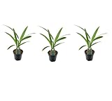 3er-Set Chinesische Hanfpalme Trachycarpus Fortunei, ca. 25 cm Höhe - Winterharte Palme für Garten...