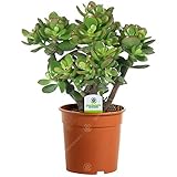 Gardeners Dream Crassula Ovata - Geldbaum Zimmerpflanze - Echt, Kompakt, Immergrün & Winterhart -...