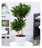 BALDUR Garten Dracena 'Compacta' ca. 55 cm hoch, 1 Pflanze, Dracaena fragrans, Luftreinigende...