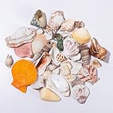 120g Deko Muscheln Deko, Shells Bastelmuscheln, Meeresmuscheln Gemischte Strand Muscheln zum...