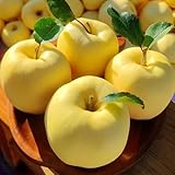 apfel, obstsamen winterfeste balkon apfelbaum säulenobstbäume, deko wohnzimmer, winterharte...