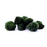 Aquarium Mooskugel 10er Set | natürlicher Wasserfilter | Marimo Mossball Aegagrophila linnaei |...