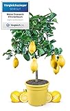 Meine Orangerie Zitronenbaum Mezzo - echter Citrusbaum - 70 bis 100 cm - veredelte Zitrone im 6,5...