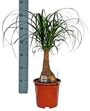 Elefantenfuß (Beaucarnea) - Höhe: 90 cm - von Botanicly