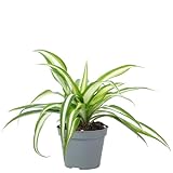 Grünlilie - pflegeleichte Zimmerpflanze, Chlorophytum Comosum Variegata - Höhe ca. 15 cm, Topf-Ø...