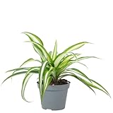 Grünlilie - pflegeleichte Zimmerpflanze, Chlorophytum Comosum Variegata - Höhe ca. 15 cm, Topf-Ø...