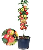 BALDUR Garten Säulen-Apfel 'Braeburn', 1 Pflanze, Apfelbaum Malus domestica, winterhart,...