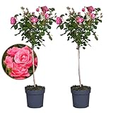 Plant in a Box - Rosa Palace Topkapi - 2er Set - Stammrose winterhart mehrjährig - Topf 19cm -...