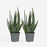 Plant in a Box - Aloe barbadensis - Aloe Vera - 2er Set - Zimmerpflanze - Sukkulente - Topf 10cm -...