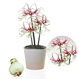 Amaryllis Zwiebel Chico - 1 Blumenzwiebel in Großformat 26/30 - Exklusive Zwiebeln - Echte Pflanzen...
