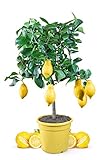 Meine Orangerie Zitronenbaum Mezzo - echter Citrusbaum - 70 bis 100 cm - veredelte Zitrone im 6,5...