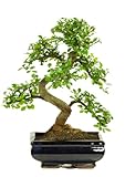 Bonsai Baum mit Keramik Blumentopf - Ligustrum, Ficus, Carmona, Podocarpus, Chinese elm - ca. 6-9...