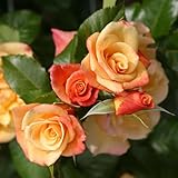 Kletterrose Moonlight in Kupfer-Gelb - Rosa - Kletter-Rose winterhart & duftend - Pflanze für...