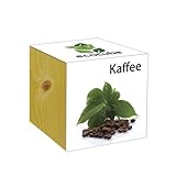 Extragreen Kaffee Cubes von Feelgreen Holzwürfel