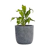 Pflanzwerk® Pflanzkübel Cup - Blumentöpfe Übertöpfe Ø27cm Lava ANTHRAZIT *Frostbeständige...