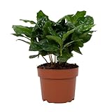Arabische Kaffeepflanze – Coffea Arabica – Zimmerpflanze – Ø12cm – 22cm – Luftreinigend &...