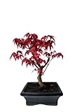 Bonsai DE - Bonsai baum Japanischer Fächerahorn - Acer (Ahorn) bonsai bäume/Japanische Ahorne/baum...