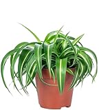 Grünlilie 'Bonnie' - pflegeleichte Zimmerpflanze, Chlorophytum Comosum - Höhe ca. 25 cm, Topf-Ø...