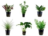 Tropica Einsteiger Set mit 6 einfachen Topf Pflanzen Aquariumpflanzenset Nr.3 Wasserpflanzen...