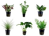 Tropica Einsteiger Set mit 6 einfachen Topf Pflanzen Aquariumpflanzenset Nr.3 Wasserpflanzen...