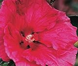 XXL Riesenhibiskus - Hibiscus moscheutos 'Robert Fleming' ®, Staudenhibiskus mit großen Blüten,...