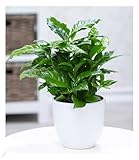 BALDUR Garten Coffea arabica, 1 Pflanze, Kaffeestrauch, die Blüten der Pflanze duften, jede Beere...