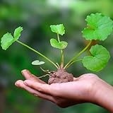 gotu kola - centella asiatica - gewächshaus balkon seltene kräutergarten bodendecker...