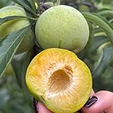 pflaumenbaum winterhart, exotische kaufen für garten frisches draußen balkon 70samen