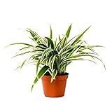 Grünlilie Chlorophytum Laxum 30 cm Luftreinigend Zimmerpflanze