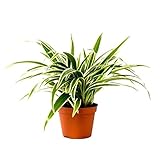 Chlorophytum Laxum - ca. 30 cm Zimmerpflanze | Robuste Grünlilie für Innenräume | Pflegeleichte...