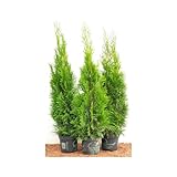 Edel Thuja Smaragd immergrüner Lebensbaum Heckenpflanze Zypresse im Topf gewachsen 100-120cm (1...