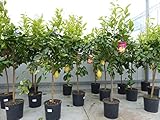 gruenwaren jakubik Zitrus Zitronenbaum Zitrone Citrus limon 140-180 cm Zitruspflanze