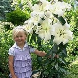 Lilien Zwiebeln Winterhart Mehrjährig - Pretty Woman Riesen Lilien (3 Zwiebeln) - Winterharte...