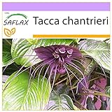 SAFLAX - Fledermausblume - 10 Samen - Tacca chantrieri