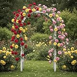 Kletterrosen-Kollektion wurzelnackt – Metanoia/Musimara/Indigo – winterhart, mehrjährig,...