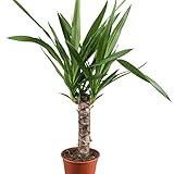 Dominik Blumen und Pflanzen, Yucca - Palme, Palm - Lilie, Yucca elephantipes, 11 cm Topf, 30 - 50 cm...