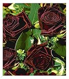 BALDUR Garten Edelrosen 'Black Baccara®', 1 Pflanze, fast schwarze Rose winterhart, mehrjährig,...