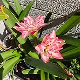 amarylliszwiebel winterhart mehrjährig garten deko 5pcs