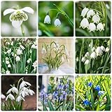 22 pcs schneeglöckchen zwiebeln winterhart mehrjährig - pflanzendeko wanddeko pflanzen,Galanthus...