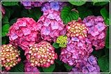 Hortensienzwiebeln, MehrjäHrige Blumen,Gartenliebhaber,Lange BlüTezeit, Hydrangea...