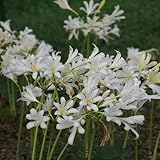 12zwiebeln lycoris radiata - spinnenlilie - deko wohnzimmer, balkon blutblume winterharte garten,...